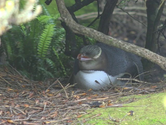 Pingüino Ojigualdo - ML201646891