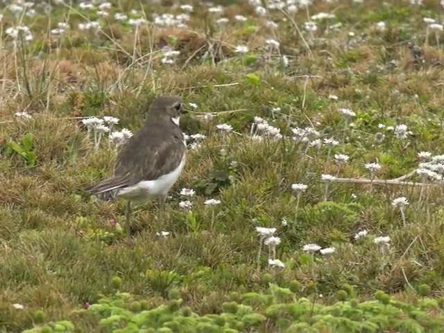 - Double-banded Plover