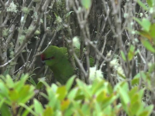 Red-crowned Parakeet - ML201646981