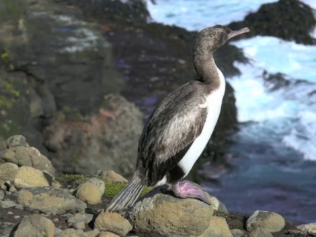  - Auckland Islands Shag