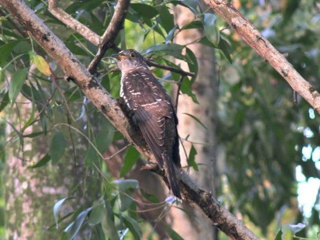Indian Cuckoo - ML201647441