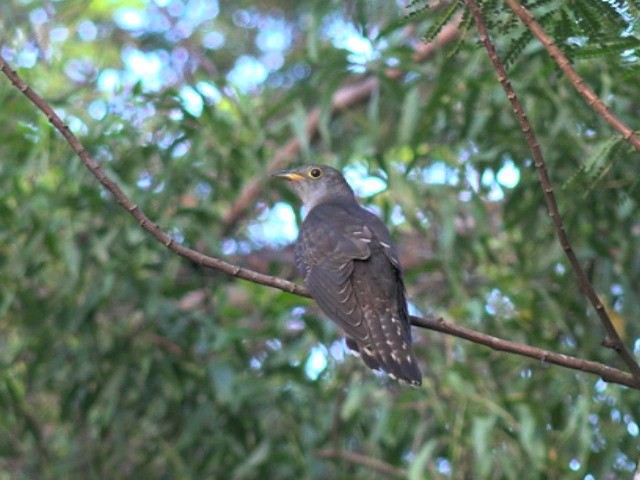 Indian Cuckoo - ML201647451