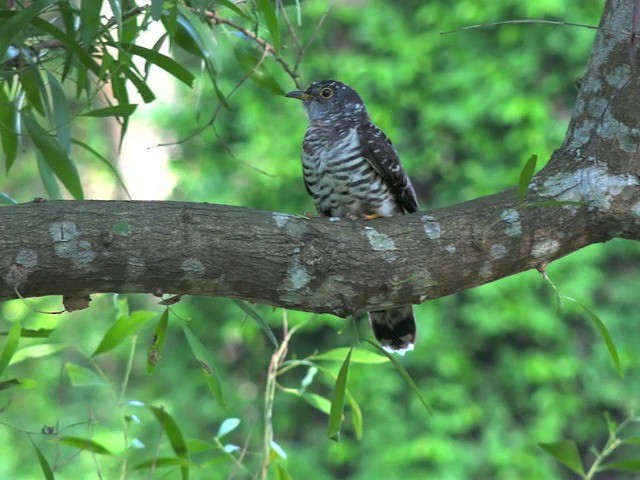 Indian Cuckoo - ML201647471