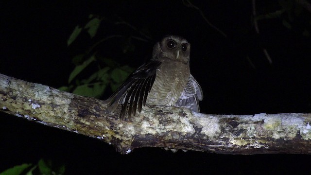 Palau Scops-Owl - ML201647571