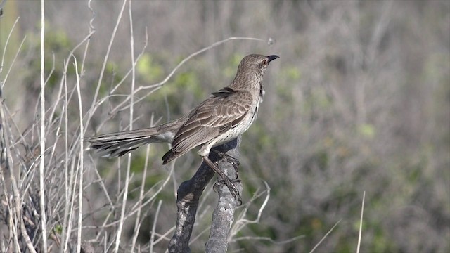 Bahama Mockingbird - ML201647601