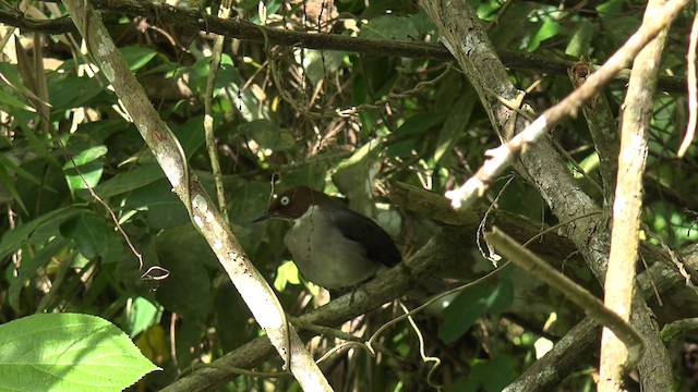  - White-eyed Thrush