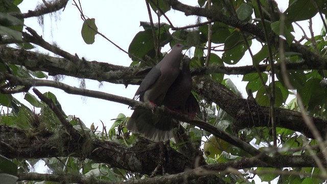 Ring-tailed Pigeon - ML201647681