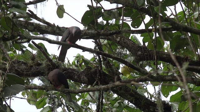 Ring-tailed Pigeon - ML201647691