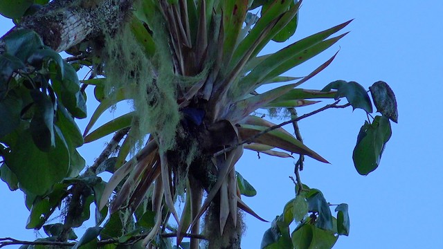 Jamaican Blackbird - ML201647741
