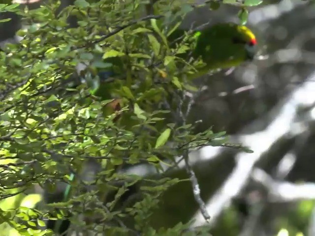 Yellow-crowned Parakeet - ML201647841