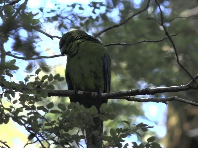 Yellow-crowned Parakeet - ML201647891