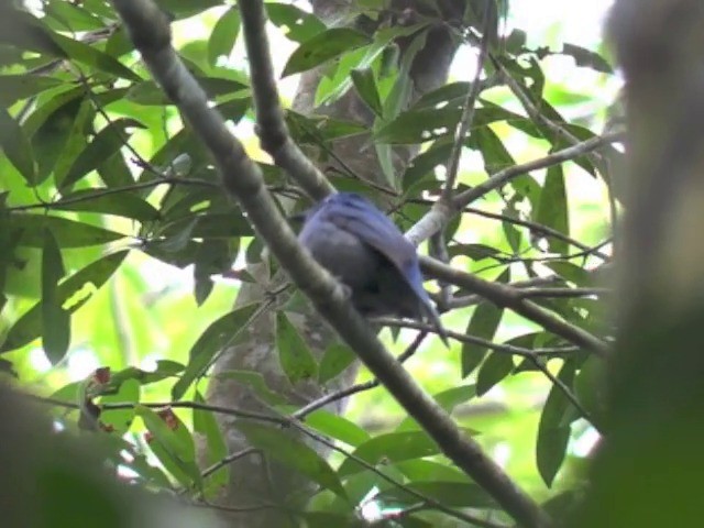 Pale Blue Flycatcher (Diao Luo) - ML201648021