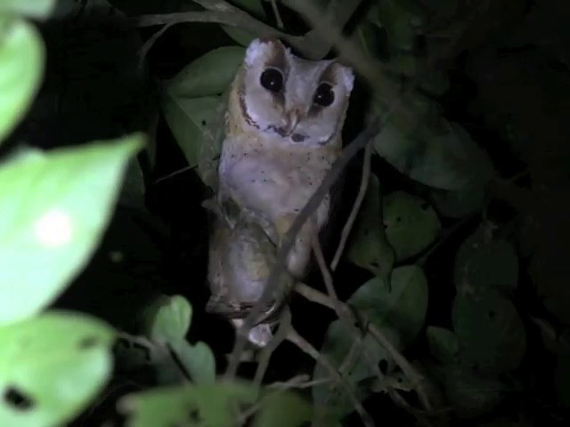 Oriental Bay-Owl - ML201648191