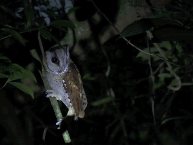 Oriental Bay-Owl - ML201648201