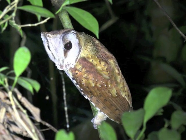 Oriental Bay-Owl - ML201648221