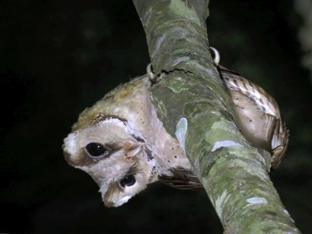 Oriental Bay-Owl - ML201648231