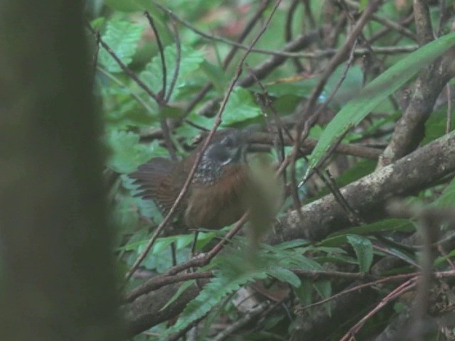Spot-necked Babbler - ML201648241