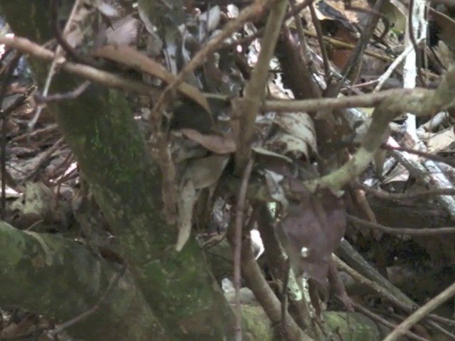 Spot-necked Babbler - ML201648261
