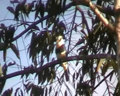 White-necked Puffbird - ML201648491