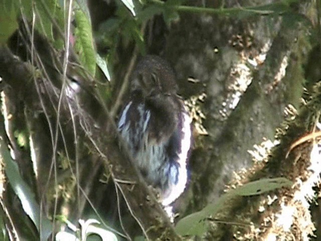 Costa Rican Pygmy-Owl - ML201648601