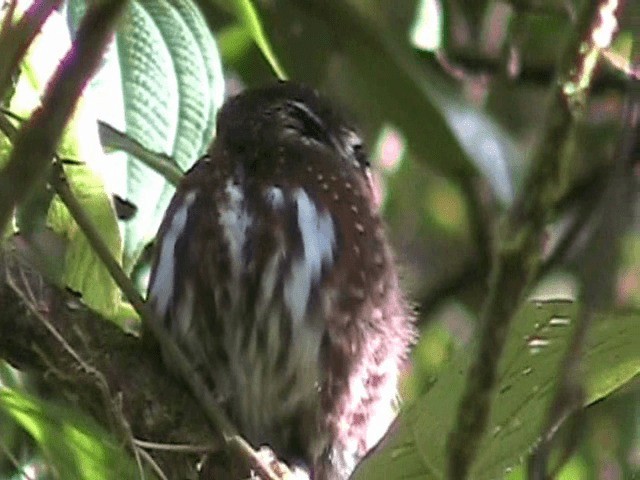 Costa Rican Pygmy-Owl - ML201648611