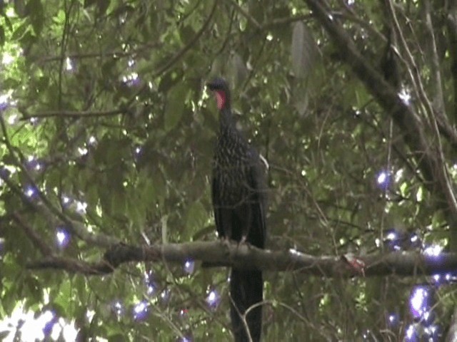 Crested Guan - ML201648621