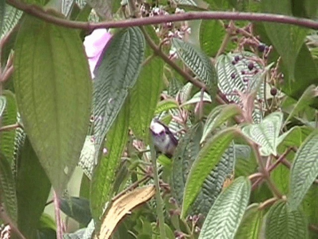 kalypta vulkánová (ssp. torridus) - ML201648731