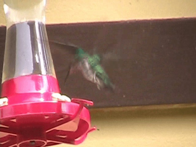 kolibřík bělokrký - ML201648761