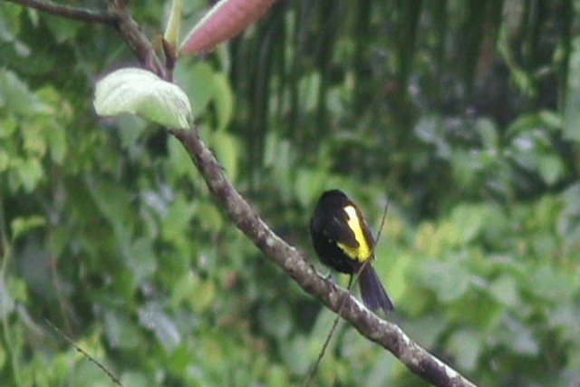 Flame-rumped Tanager (Lemon-rumped) - ML201648821