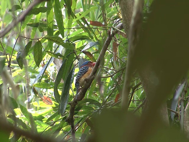 Martín Cazador Bonito (grupo pulchella) - ML201648961