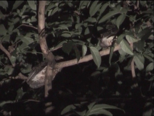 Филиппинская иглоногая сова - ML201649021