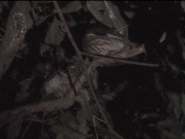 Филиппинская иглоногая сова - ML201649041