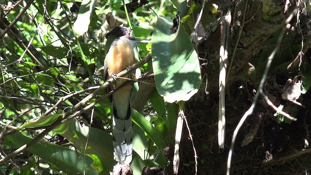 Jamaican Lizard-Cuckoo - ML201649391