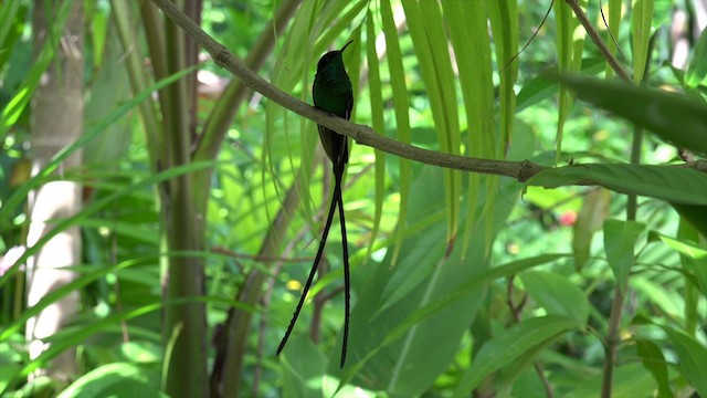 kolibřík černozobý - ML201649421