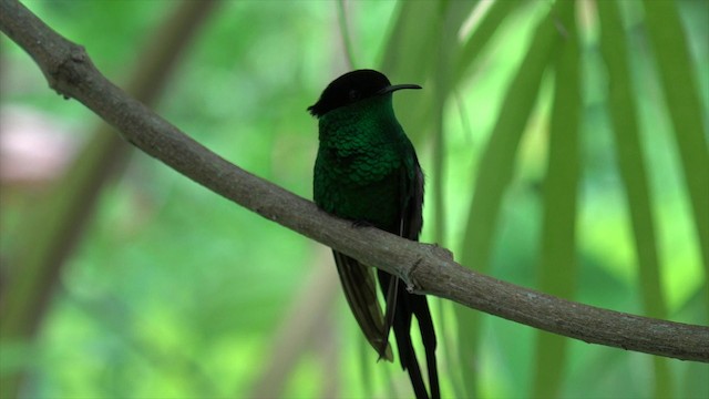 kolibřík černozobý - ML201649431