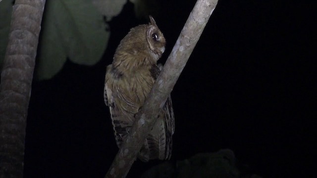 Jamaican Owl - ML201649511