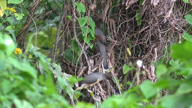 Jamaican Lizard-Cuckoo - ML201649601
