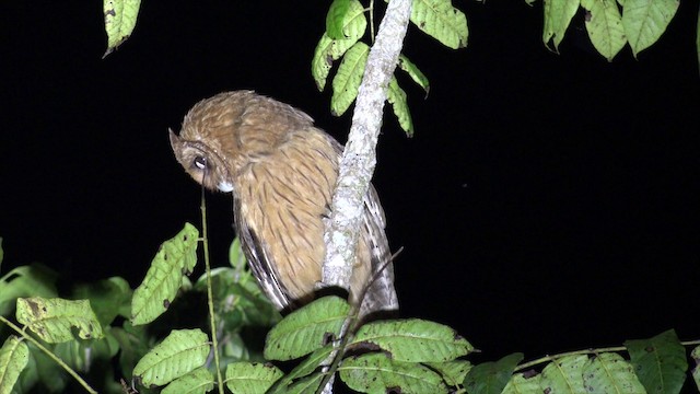 Jamaican Owl - ML201649621