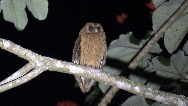 Jamaican Owl - ML201649681