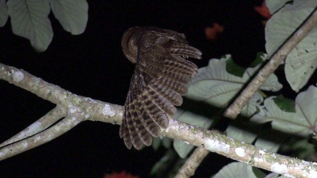 Jamaican Owl - ML201649691