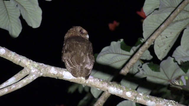 Jamaican Owl - ML201649701
