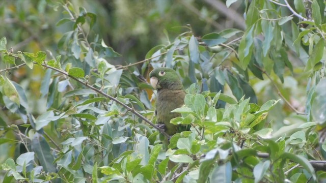 Olive-throated Parakeet (Jamaican) - ML201649711