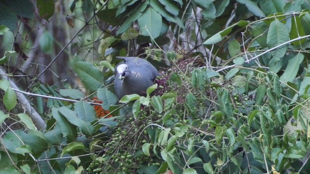 White-crowned Pigeon - ML201649731