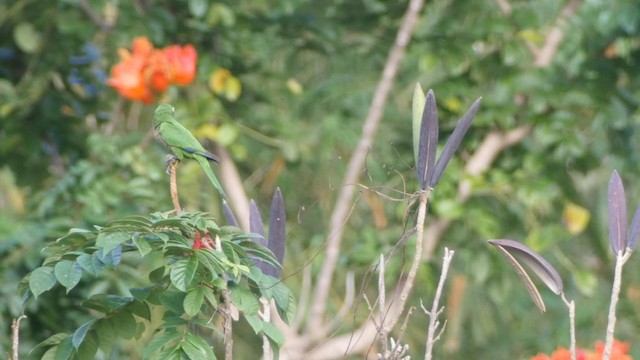 aratinga jamajský (ssp. nana) - ML201649811