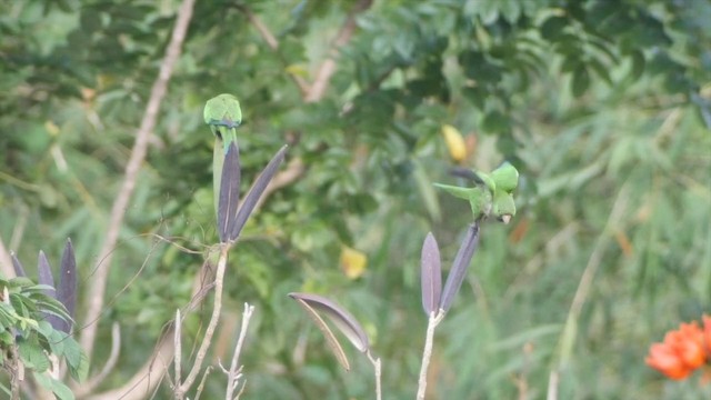 aratinga jamajský (ssp. nana) - ML201649831