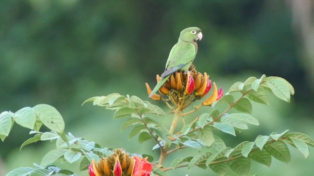 Olive-throated Parakeet (Jamaican) - ML201649841