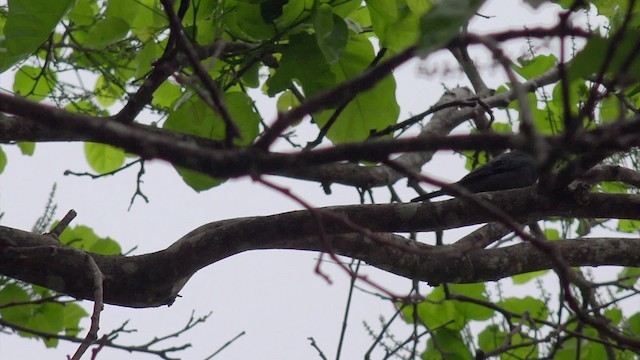 Common Cicadabird (Palau) - ML201649931