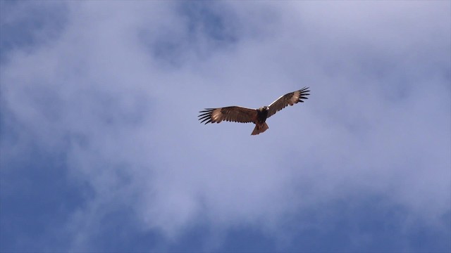 Black-breasted Kite - ML201650141