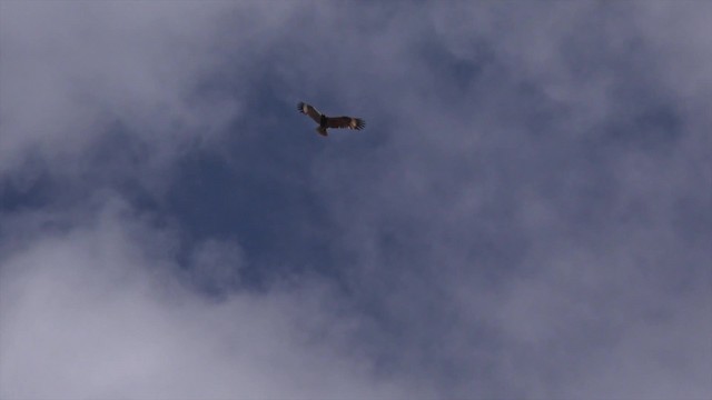 Black-breasted Kite - ML201650151