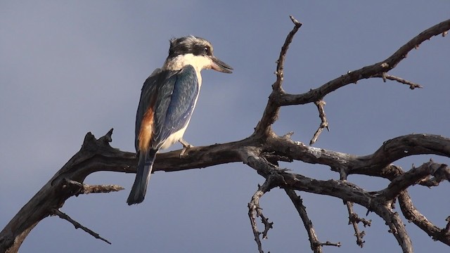 Red-backed Kingfisher - ML201650221